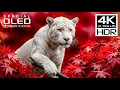 Download Lagu 4K Videos | Insane Dolby Vision 4K HDR 60fps