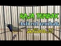 Download Lagu SOGON GACOR COR NEMBAK PANJANG !! raja nya tembakan #sogongacor #sogonnembakpanjang #sogonngleper