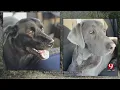 Enid Woman Devastated After Losing 3 Dogs To Baited Poison