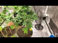 Sour Diesel - ILGM