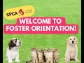 Foster Program 2023