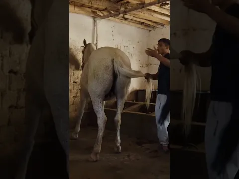 Xusan polvon