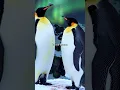 Download Lagu Penguins Propose with Pebbles