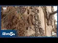 Why Our Warm Winter Is Bad News for Pine Trees