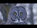 Incredible footage shows how owl uses sound to hunt under snow