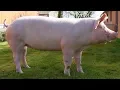 Yorkshire Pigs The Corporate Pork Standard