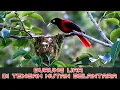 Lagu 🌿🦜Gemuruh Suara Burung Liar di Hutan Belantara🌳🦜✨