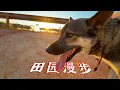 Download Lagu 农村狗狗一天怎么过得