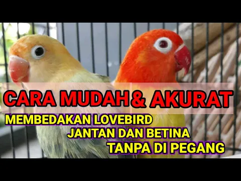 Download MP3 Cara mudah membedakan Lovebird jantan dan betina tanpa di pegang