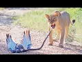 Download Lagu Epic Battle Between Lions, Black Mamba and Eagle!