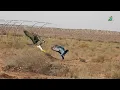 Download Lagu Amazing video of a falcon chasing its homing pigeon