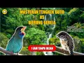 Download Lagu Suara Tengkek Buto vs Gereja Tarung | Masteran Murai Batu, Cucak Ijo Juara