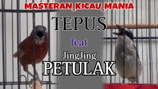 masteran burung tepus feat jingjing petulak masteran sang sang 