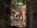 Download Lagu surah Al-mursalat (39-41) #shorts #quran