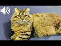 SUARA KUCING JANTAN BIRAHI PANGGIL BETINA - Male Cat In Heat Calling Female