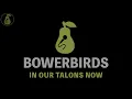 Bowerbirds - In Our Talons Now (Karaoke)