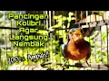 Download Lagu Masteran Kolibri Wulung Gacor Full Isian Tembakan dan Mbeset Pedas Untuk Pancingan Kowul Agar Nembak
