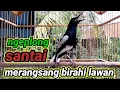 Lagu suara burung kacer ngeplong merdu sangat ampuh buat pancingan kacer bahan bikin cepat gacor