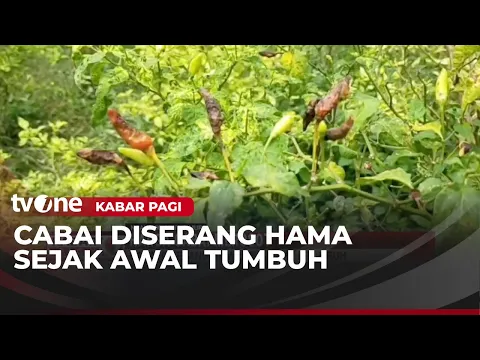 Harga Cabai Merosot, Nasib Petani di Nganjuk kian Memprihatinkan