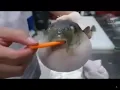 Pufferfish eats carrot meme