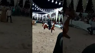 رقص متنوع من مجموعه خيول 