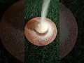 Download Lagu Tiny Kitchen Idli Making | ASMR Cooking with Chutney \u0026 Doi #shortvideo #youtubeshorts #miniature