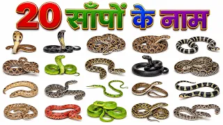 20 साँपों के नाम | 20 Snake Names in Hindi & English | बच्चों के लिए साँपों के नाम