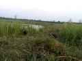 Download Lagu Burung Ayam-ayam meracit / jerat