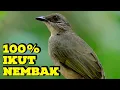 Download Lagu MASTERAN KATEM GACOR ROLL PANJANG❗️KAPAS TEMBAK GACOR LAGU DAN SPEED PAS BUAT MASTERAN KATEM APAPUN