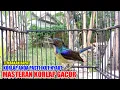Download Lagu Tembakan rapat Korlap | Kolibri kelapa | Manggar | Masteran Burung Korlap Bahan