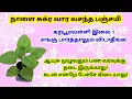 Lagu நாளை வசந்த பஞ்சமி - கற்பூரவள்ளி இலை 1 கிடைத்தால் போதும்!|panchami|panamsera|vasantha panchami|varahi