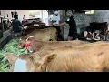 Download Lagu Review harga sapi di Grosir Sapi Haji Rudi 2 September 2025