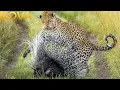 Hungry Leopard Gets Defeated By Prickly Porcupine | Animal Fight