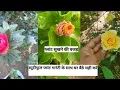 Download Lagu gudal hibiscus plant full review