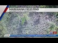 NAVARRO COUNTY POT BUST