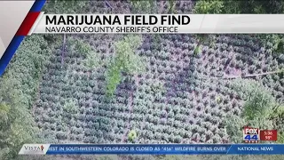 NAVARRO COUNTY POT BUST