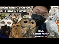 Download Lagu DISINI BANYAK HANTU! MAIN SAMA BERBAGAI JENIS BURUNG HANTU! SERU BANGET!