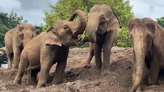 Rescued Elephants Find a New Family - ElephantNews