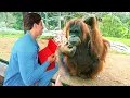 ANIMALS REACTING TO MAGIC