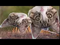 cat head on tiger gif spinning animation
