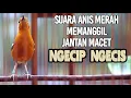 Download Lagu SUARA PANGGILAN ANIS MERAH NGECIP NGECIS 100% AMPUH MERANGSANG GACOR ANIS MERAH BISU