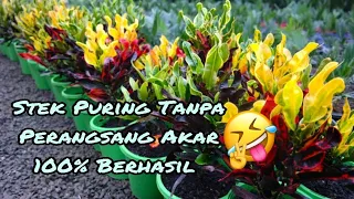 stek puring main tancap 100 berhasil cara merimbunkan puring dalam pot