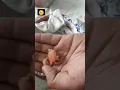 Download Lagu Hand feeding to 1 day old love bird baby😥#lovebird#budgies #handfeeding#kanpur #breedingprogress