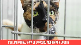 Agency Pope Memorial SPCA of Concord