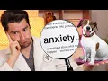 Anxiety and Your Dog How veterinarians treat anxiety in the dog