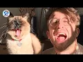 Download Lagu This Cat Is Basically a Comedian with Fur... And We Can’t Stop Laughing