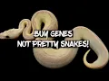 Why you Should Focus on Buying Genes Ball Pythons