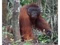 Lagu Wildlife of Tanjung Puting National Park, Borneo I - 2015