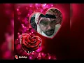 شاعر عزل كله علي شانك      ((هواجيس الجعفري))