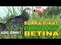 Download Lagu Suara PIKAT #AyamHutanHIJAU #BETINA Panggil Kawan kawannya langsung berdatangan